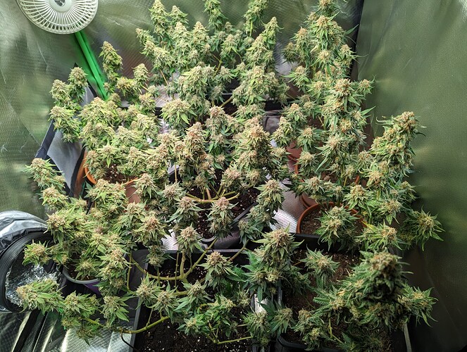Growreport Bild 2