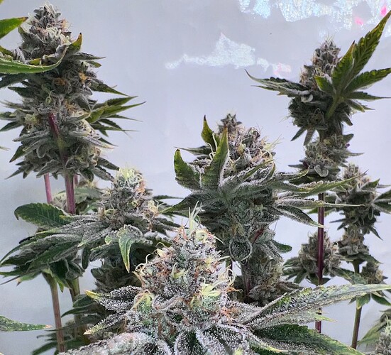 Growreport Bild 4