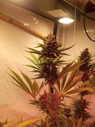 Growreport Bild 34