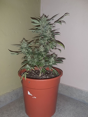 Growreport Bild 9