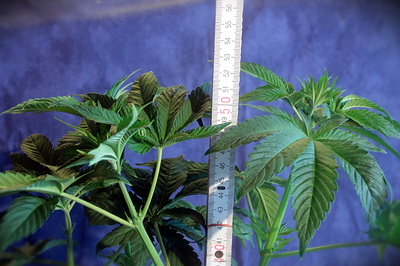 Growreport Bild 7