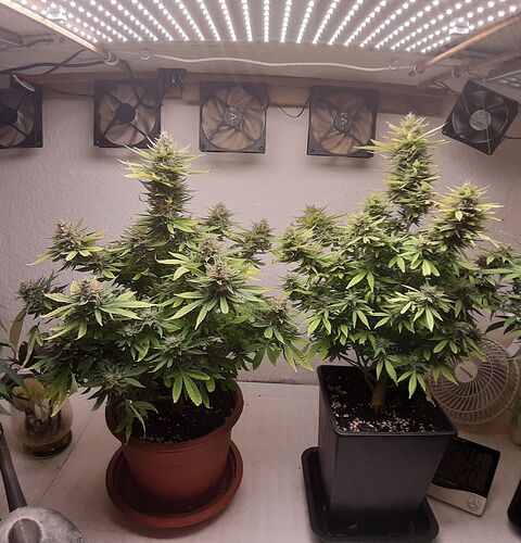 Growreport Bild 1
