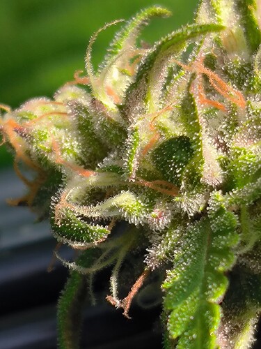 Growreport Bild 7