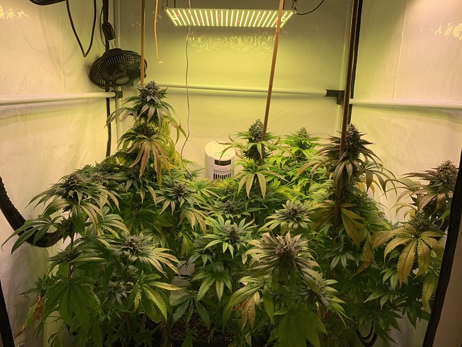 Growreport Bild 1