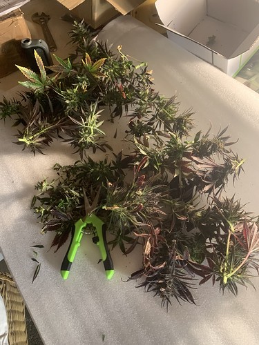 Growreport Bild 5