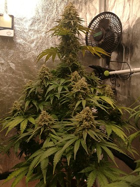 Growreport Bild 27