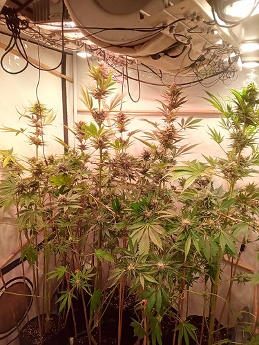 Growreport Bild 49