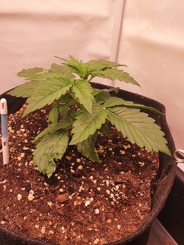 Growreport Bild 9