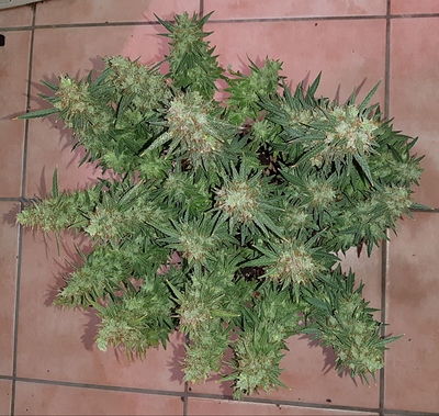 Growreport Bild 4