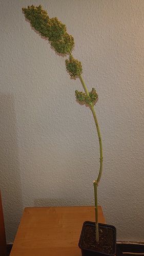 Growreport Bild 4