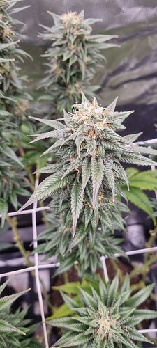 Growreport Bild 11
