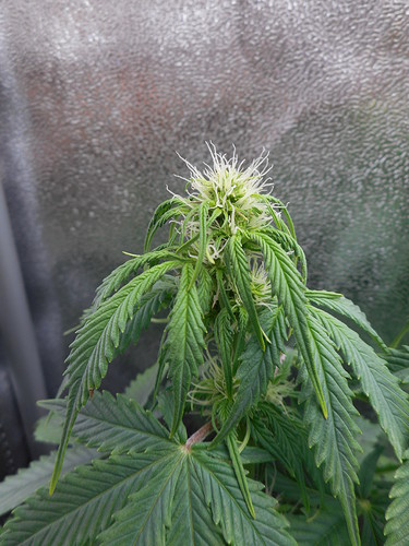Growreport Bild 7