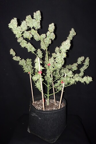 Growreport Bild 4