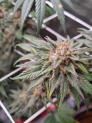 Growreport Bild 11