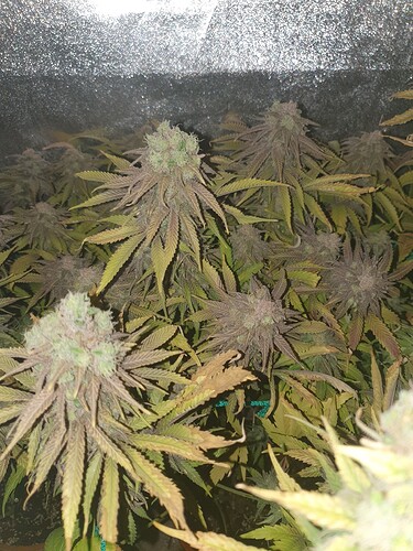 Growreport Bild 3