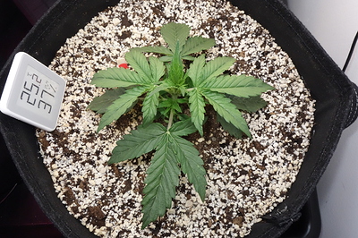Growreport Bild 6