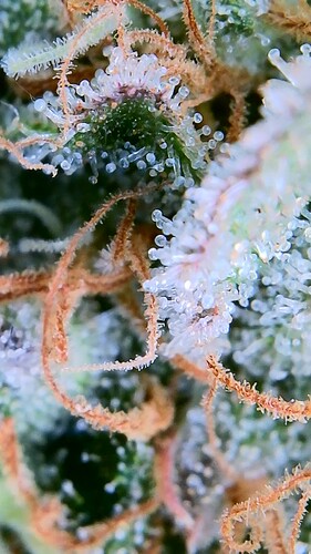 Growreport Bild 8
