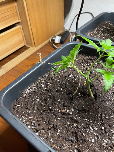 Growreport Bild 34