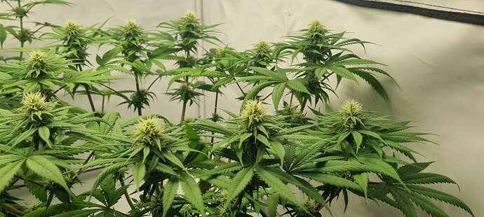 Growreport Bild 6
