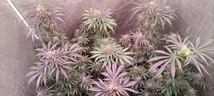 Growreport Bild 26