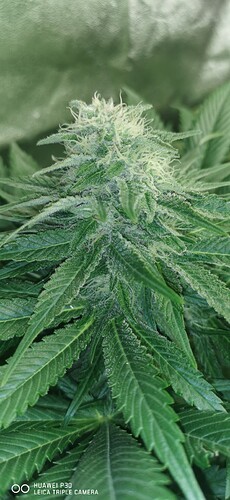 Growreport Bild 7