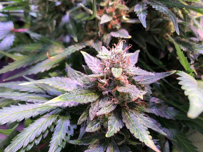 Growreport Bild 13