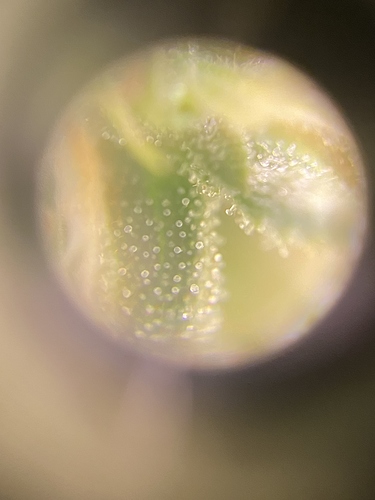 Growreport Bild 1