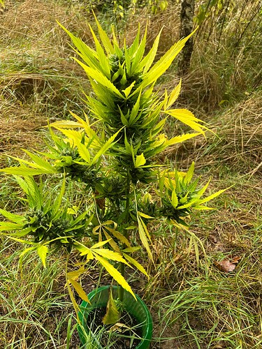 Growreport Bild 9