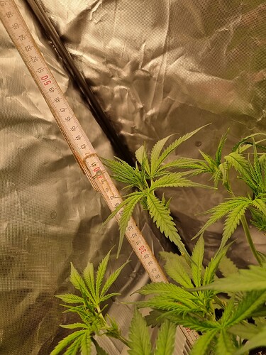 Growreport Bild 21