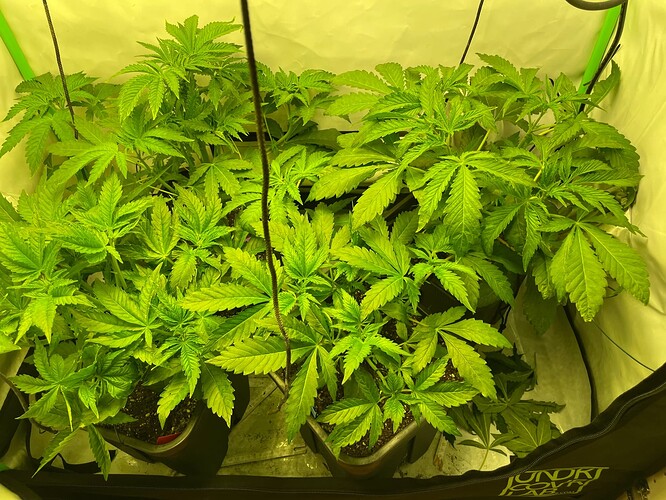 Growreport Bild 5