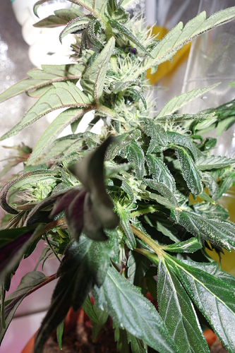 Growreport Bild 31