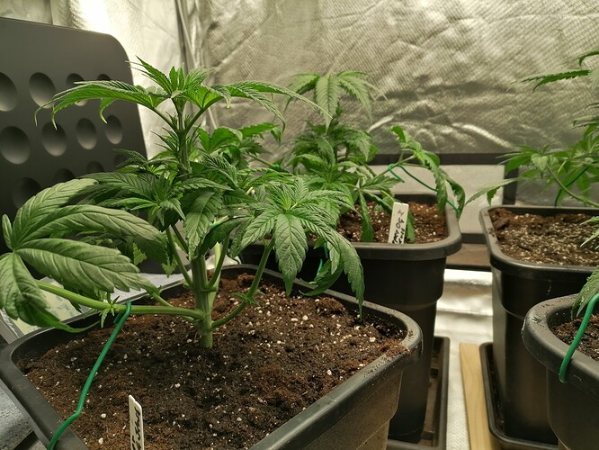 Growreport Bild 7