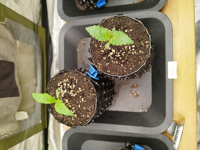 Growreport Bild 2