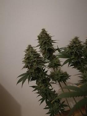 Growreport Bild 3