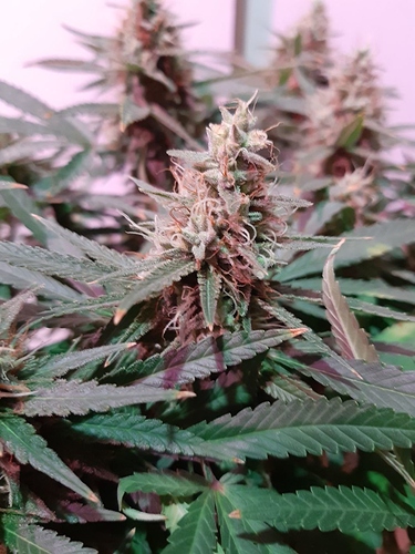 Growreport Bild 6