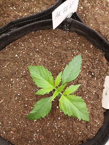 Growreport Bild 8