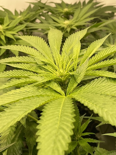 Growreport Bild 43