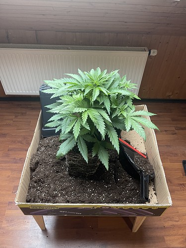 Growreport Bild 17