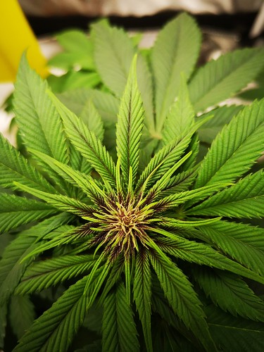 Growreport Bild 4