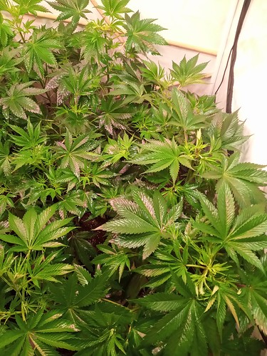 Growreport Bild 18