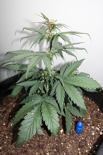 Growreport Bild 16