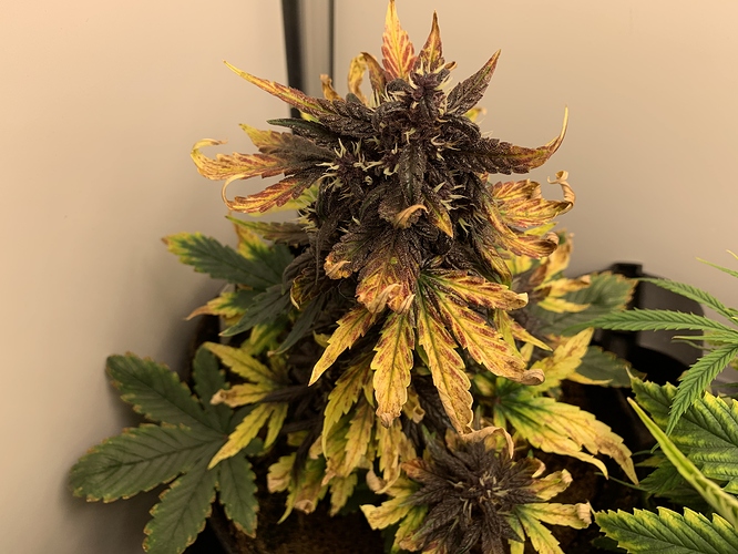 Growreport Bild 3