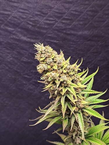 Growreport Bild 43