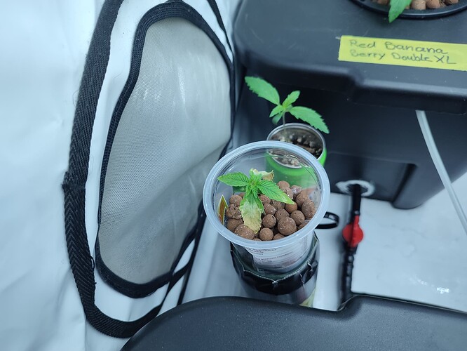 Growreport Bild 34
