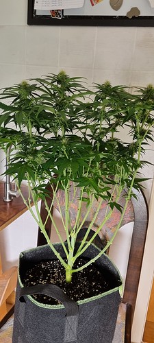 Growreport Bild 4