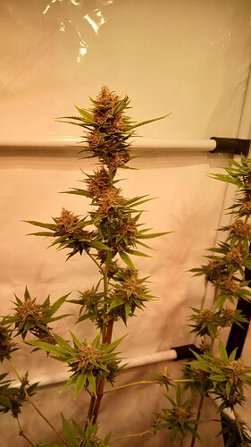 Growreport Bild 44