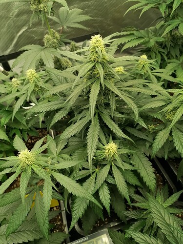 Growreport Bild 3
