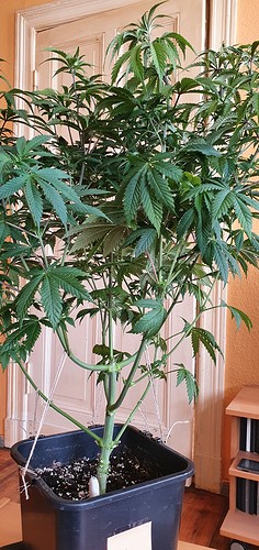 Growreport Bild 6
