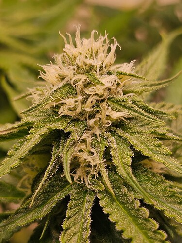 Growreport Bild 11