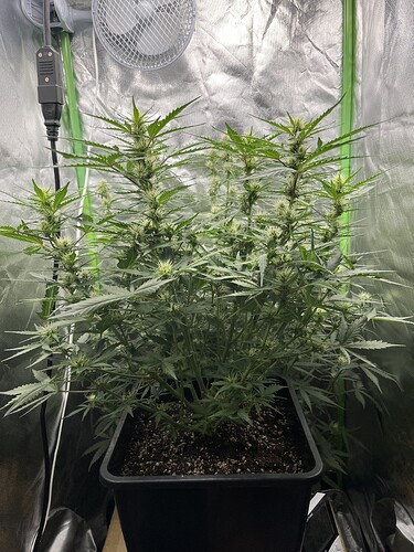 Growreport Bild 25